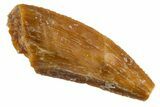 Serrated Raptor Tooth - Real Dinosaur Tooth #305519-1